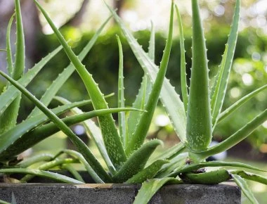 Δείτε τι θα συμβεί αν βάλετε αλόη μέσα σε μια παγοθήκη- Το αποτέλεσμα θα σας ενθουσιάσει